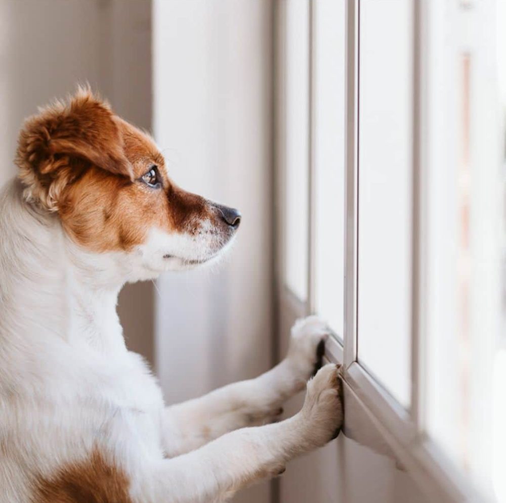 Close-up of a small dog with white and brown fur looking intently out a window, its paws resting on the windowsill in rathdrum id